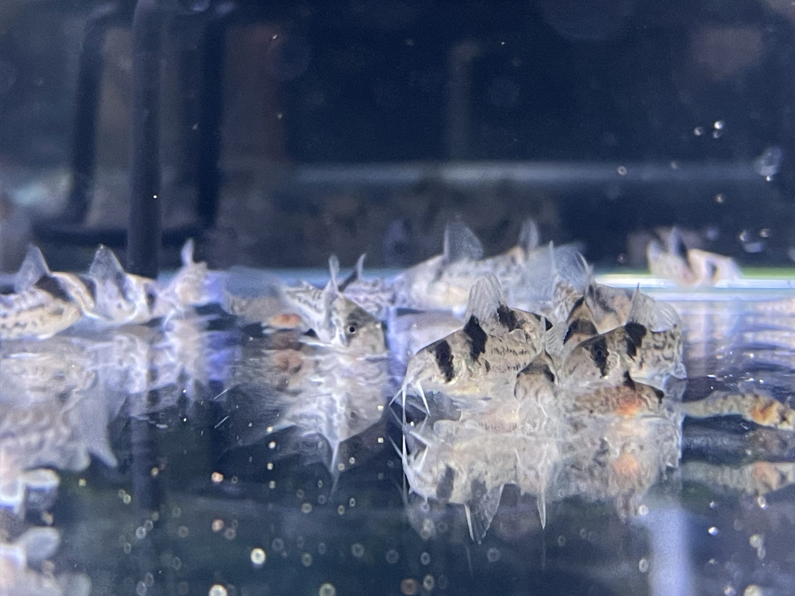 コルレア　4匹 コリドラス コルレア3兄弟🐠🐠🐠少し大きくなりました💪 1匹8500円