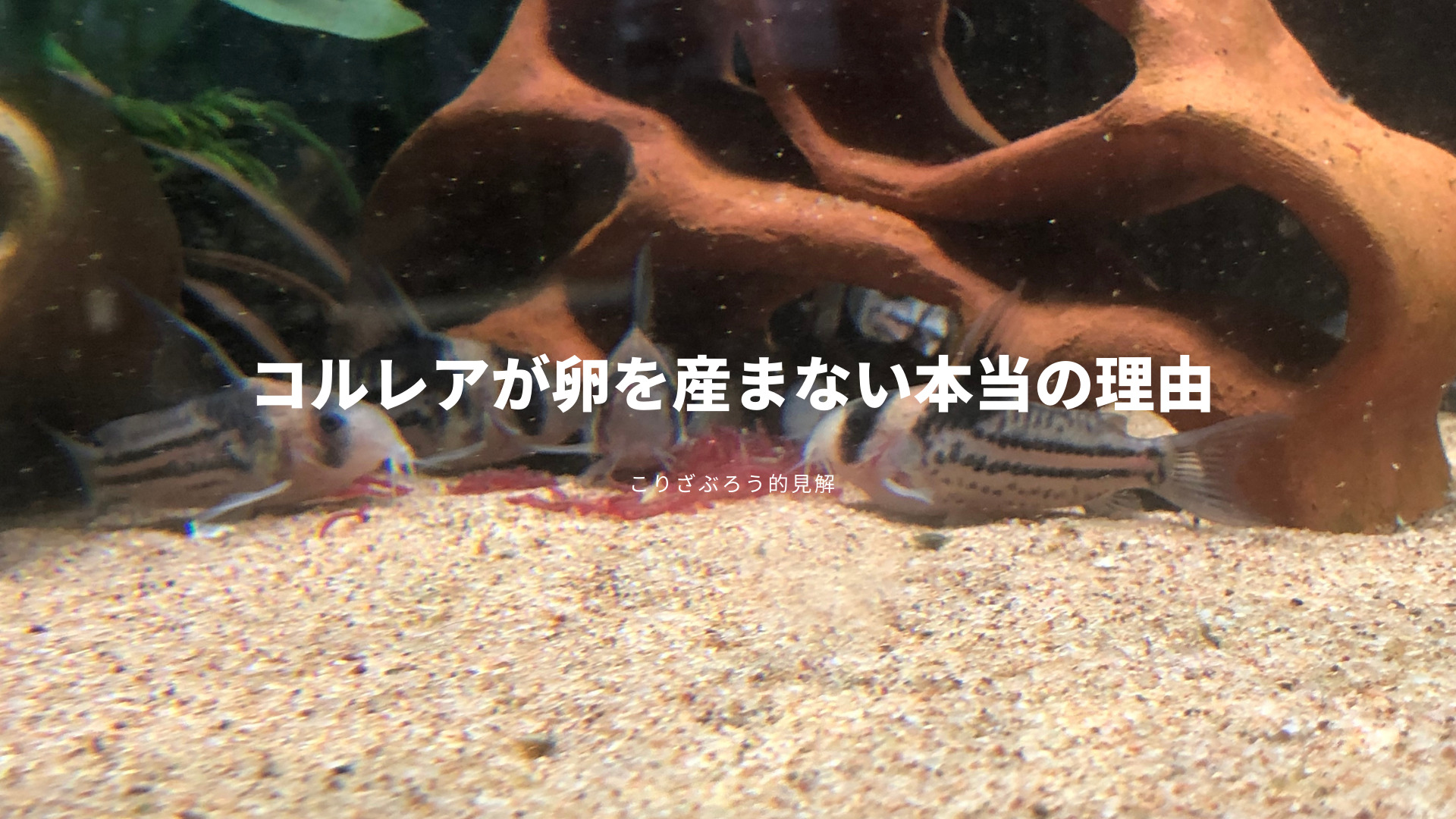 Aquarim Zerba アクアリウム ゼブラ コリドラス パラレルス コルレア の飼育記録