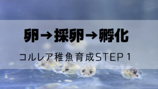 稚魚育成step３生後半月 １カ月 コリドラス パラレルス コルレア の飼育記録