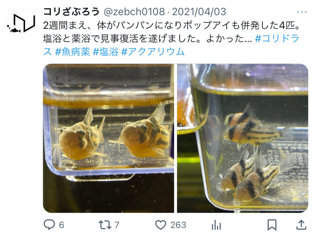 コリドラス、ポップアイ完治